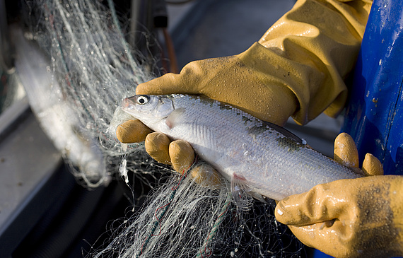Wie beim Fischfang kommt es auch bei der Mitarbeitersuche über elektronische Kanäle auf den richtigen Köder an. (Bild Keystone)