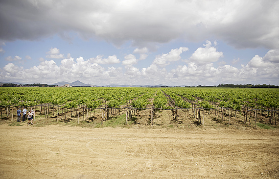 Le vignoble de Sella & Mosca est un des domaines d’un seul tenant parmi les plus vastes d’Europe, sous la nuages et dans les vents de l’ouest de la Sardaigne. (laore) 