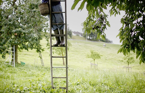 Anfang April sah alles noch rosig aus: Schweizweit blühten die Kirschbäume wunderschön. Ende April vernichtete aber der Frost einen Grossteil der Ernte. (Keystone) Anfang April sah alles noch rosig aus: Schweizweit blühten die Kirschbäume wunderschön. Ende April vernichtete aber der Frost einen Grossteil der Ernte. (Keystone)