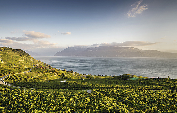 Si elle passe le cap de la CIVV, la mesure pourrait entrer en vigueur avec la prochaine vendange (2017).