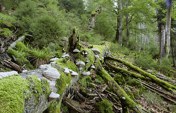 Der Schwarzwald liegt gleich um die Ecke – eine beliebte Kurzurlaub-Destination für Schweizer. (ZVG)