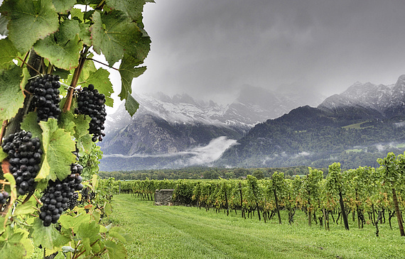 Das Wetter lässt dieses Jahr die Winzer um ihre Ernte bangen. (SWISS-IMAGE.CH)