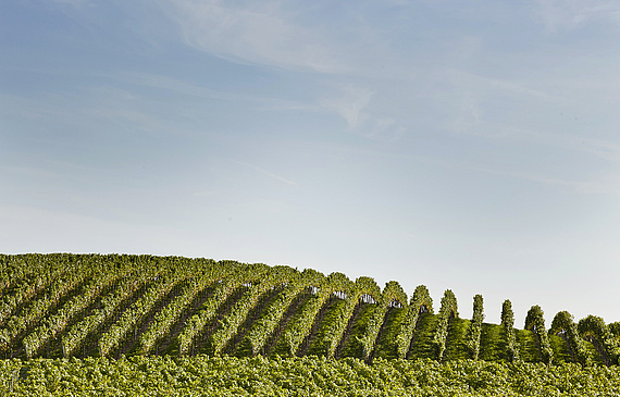 Le pinot noir couvre près des deux tiers des 43 ha cultivés par l’équipe du Château d’Auvernier. dr