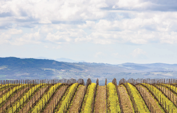 Planté il y a une trentaine d’année, le domaine de Luce n’est ni très loin de la mer, ni des collines de la Toscane, près de Montalcino. (DR)