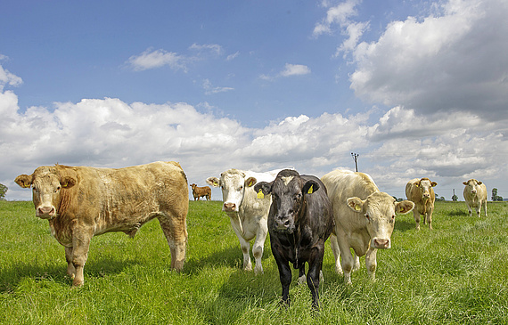 Rinderfarm in Irland: Das feuchte Klima und die fruchtbaren Böden lassen eine fast ganzjährige Weidehaltung zu. (ZVG) 