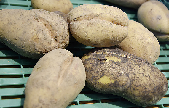 La production a compliquée cette année par un printemps humide qui a nui à la culture des pommes de terre.