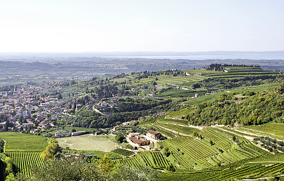 Les meilleurs domaines produisant de l’Amarone exploitent des vignes replantées en terrasses dans les collines. (DR)