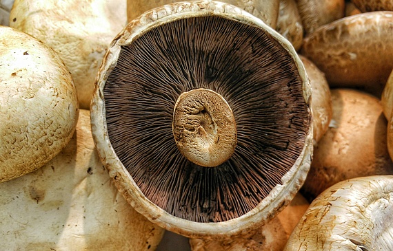 Neu gibt es auch duftende Shiitake und würzige Kräuterseitlinge in der praktischen Grill-Packung. (Bild Neu gibt es auch duftende Shiitake und würzige Kräuterseitlinge in der praktischen Grill-Packung. (Bild