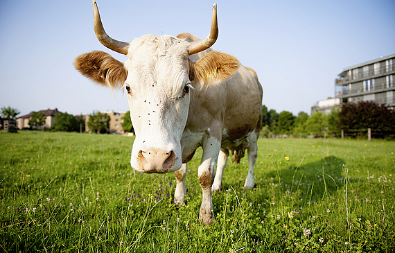 Von der Milch seiner Kühe stellt Kurt Rössli eigenen Frischkäse her. (ZVG) Von der Milch seiner Kühe stellt Kurt Rössli eigenen Frischkäse her. (ZVG)