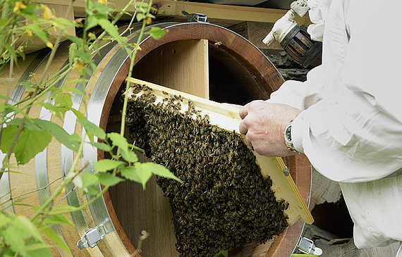 Im Mai siedelt Imker Heinz Schmocker zwei Bienenvölker im Fass an. (ZVG) Im Mai siedelt Imker Heinz Schmocker zwei Bienenvölker im Fass an. (ZVG)