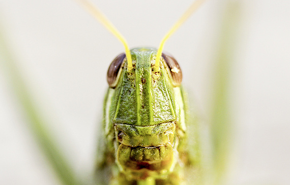 Les insectes seront l'un des trois thèmes abordés à Pfäffikon. (DR)