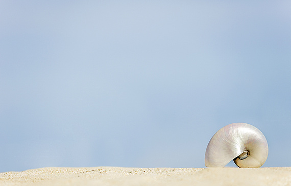 Le nautile est le nouvel emblème de la chaîne hôtelière mauricienne Beachcomber Resorts & Hotels.