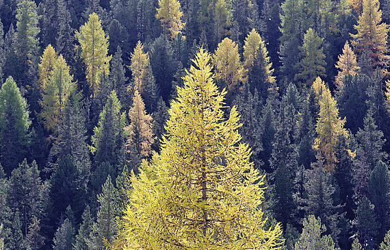En provenance notamment des pays nordiques, la cuisine d’inspiration sylvestre est une tendance forte.