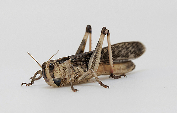 Vorsicht: Nur weil der Verzehr legal ist, ist es der Vertrieb noch lange nicht. (Bild ZVG)