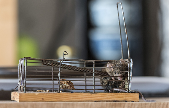 Dass ungebetene Gäste in den Betrieb eingeschleppt werden, lässt sich kaum verhindern. Dass sie sich einnisten, hingegen schon und zwar mit professionellem Monitoring. (Keystone)