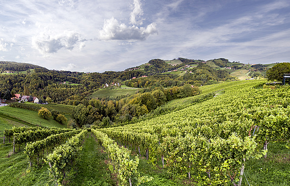 Weinreben in der Steiermark.