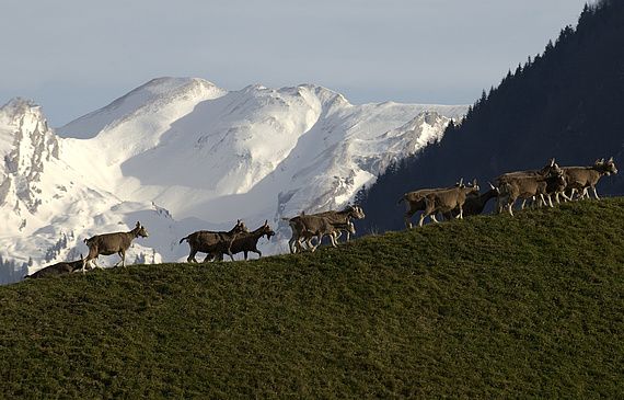 Glückliche Ziegen geben gutes Fleisch und gesunde Milch für feinen Käse. (ZVG)