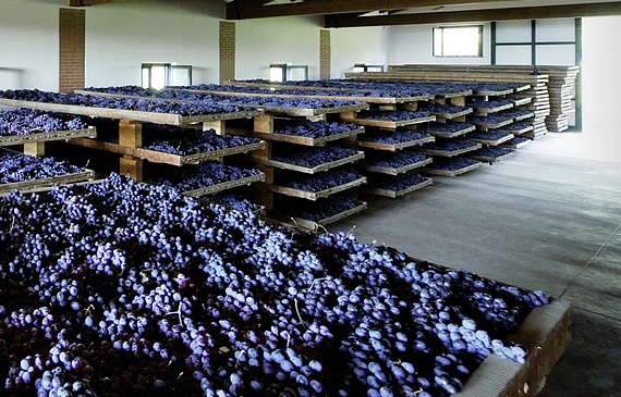 L’Amarone tire sa souplesse des raisins séchés pendant plusieurs semaines après la récolte dans des hangars avant d’être fermentés et pressés.dr