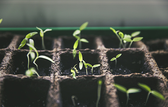 Noch kennen die Setzlinge das Problem von Bodenverschleiss, Überdüngung und Nährstoffarmut nicht. In der konventionellen Landwirtschaft oder in einer Permakultur entscheidet sich ihr weiteres Leben. (Unsplash/ Markus-Spiske) Noch kennen die Setzlinge das Problem von Bodenverschleiss, Überdüngung und Nährstoffarmut nicht. In der konventionellen Landwirtschaft oder in einer Permakultur entscheidet sich ihr weiteres Leben. (Unsplash/ Markus-Spiske)
