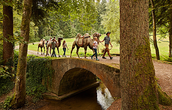 Die gutmütigen Kamele der Familie Grädel ziehen immer mehr Gäste ins entlegene Huttwil. Die meisten bleiben dank der Tiere gar über Nacht. (ZVG) Die gutmütigen Kamele der Familie Grädel ziehen immer mehr Gäste ins entlegene Huttwil. Die meisten bleiben dank der Tiere gar über Nacht. (ZVG)