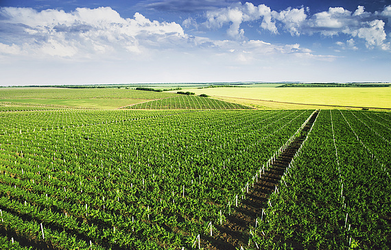 Les Moldaves affirment que leur vignoble de près de 80 000 hectares est constitué d’une mosaïque de terroirs. (Wine of Moldova)