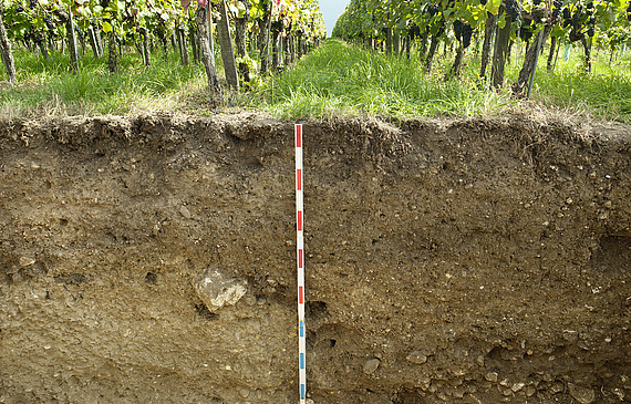 Querschnitt des Bodens unter einem Weinberg. 