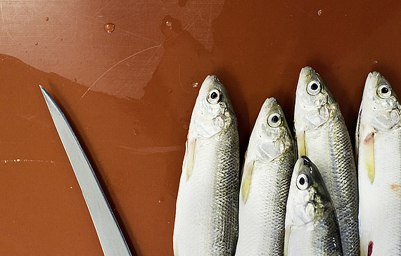 Immer öfters werden hierzulande Fische gegessen – ganz oder filetiert. Die inländische Produktion deckt zurzeit jedoch nur rund sechs Prozent des Bedarfs ab. Hiesige Aquakulturen könnten das ändern. (Keystone)