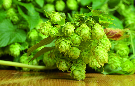Hopfen gehört zur Familie der Hanfgewächse. Die Hauptanbaugebiete sind unter anderem in China, Deutschland und USA. In der Schweiz wächst auf 18 Hektaren Hopfen, was zehn Prozent des inländischen Bedarfs deckt. (ZVG)