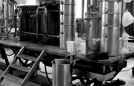 La drosophile du cerisier a pénalisé les récoltes et la distillation. (DR)