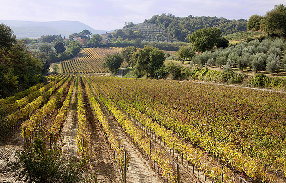 Avec 160 hectares situés dans différents terroirs autour de la colline de Montepulciano, le patrimoine viticole d’Avignonesi