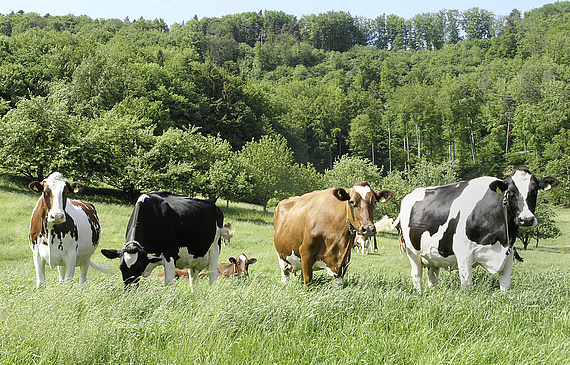 La nouvelle recette de la tablette Cailler contient 16% de lait supplémentaire pour 6% de cacao en plus. (DR) La nouvelle recette de la tablette Cailler contient 16% de lait supplémentaire pour 6% de cacao en plus. (DR)