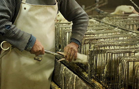 In Restaurants der SV Schweiz wird auf Foie gras verzichtet. (ZVG) In Restaurants der SV Schweiz wird auf Foie gras verzichtet. (ZVG)