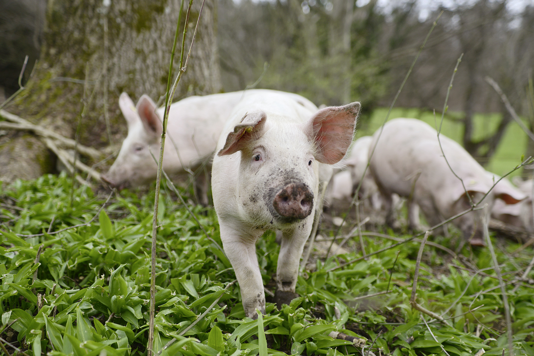 Hotellerie Gastronomie Zeitung: Glückliche Schweine liefern zartes Fleisch