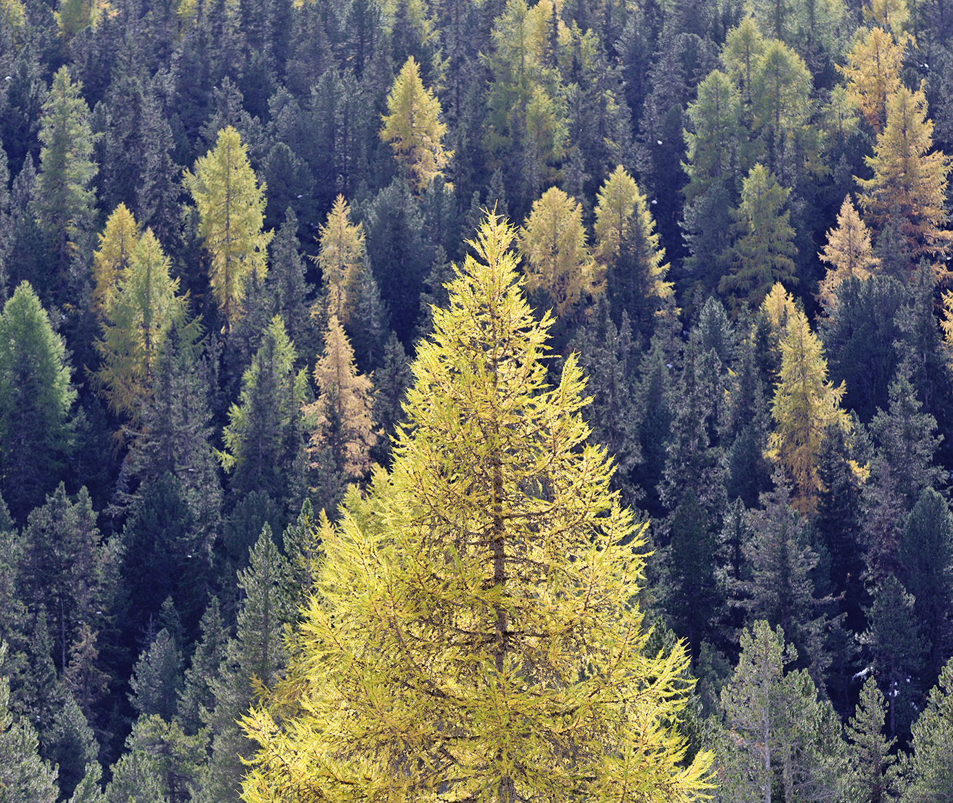 Quand La Forêt Sinvite En Cuisine Hotellerie Gastronomie
